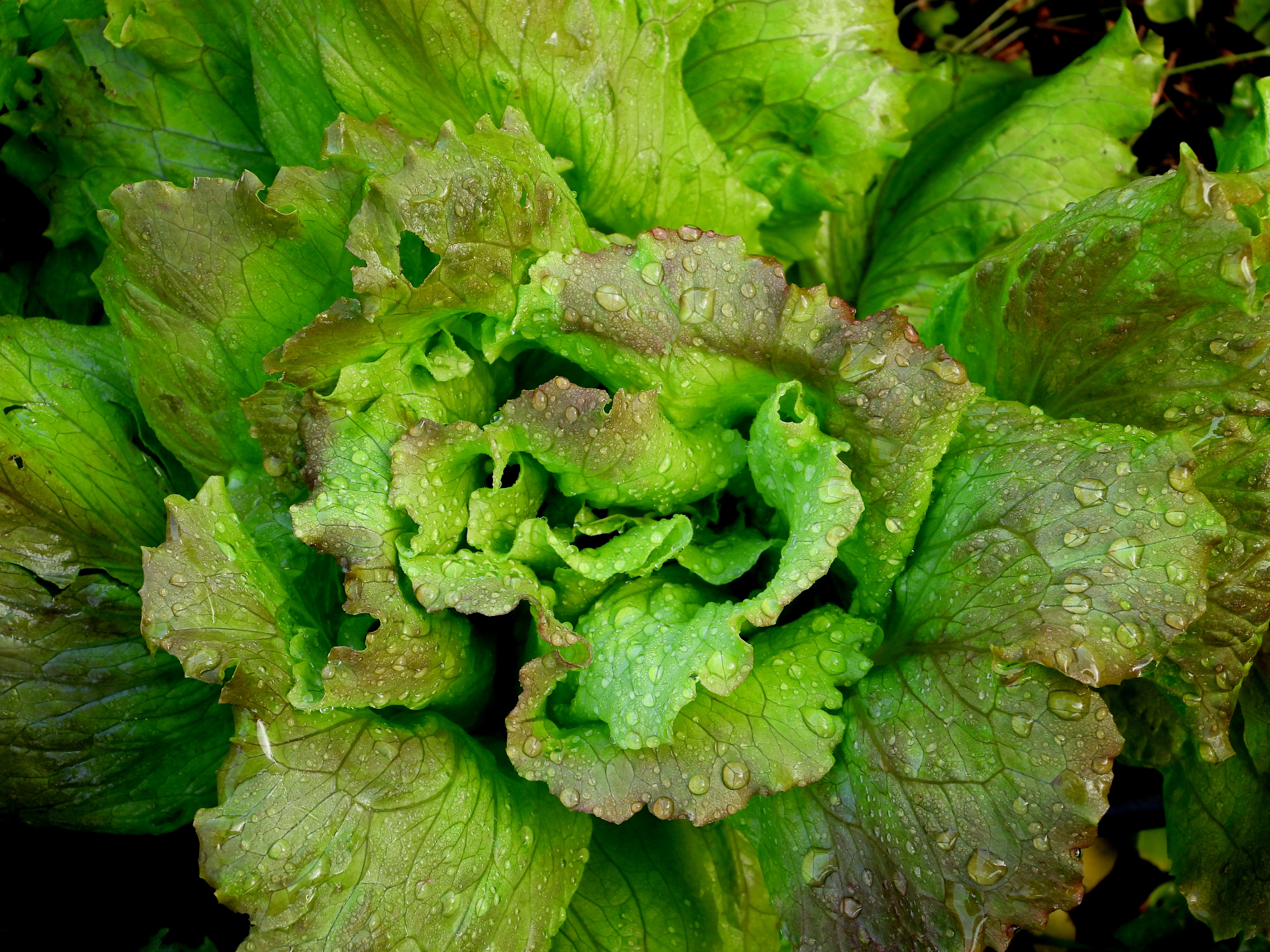 A close up view of the center of a head of lettuce sprayed with water droplets.